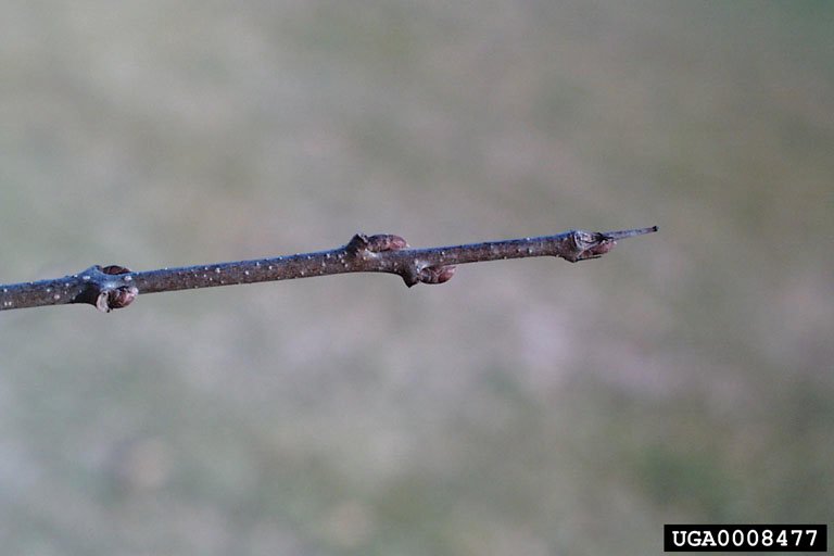 Common buckthorn buds and spine