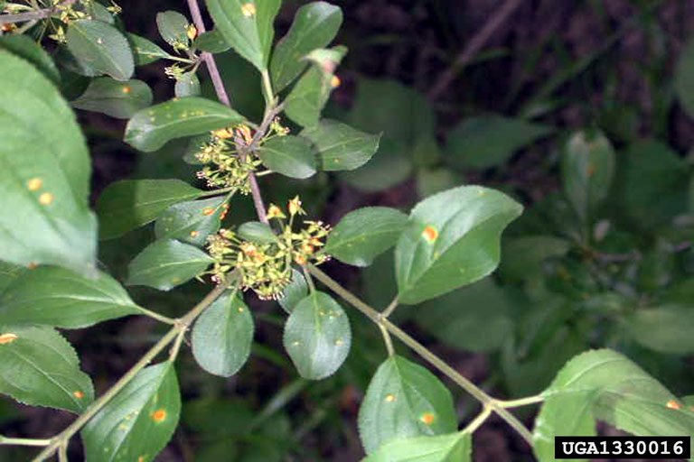Common buckthorn flowers and foliage