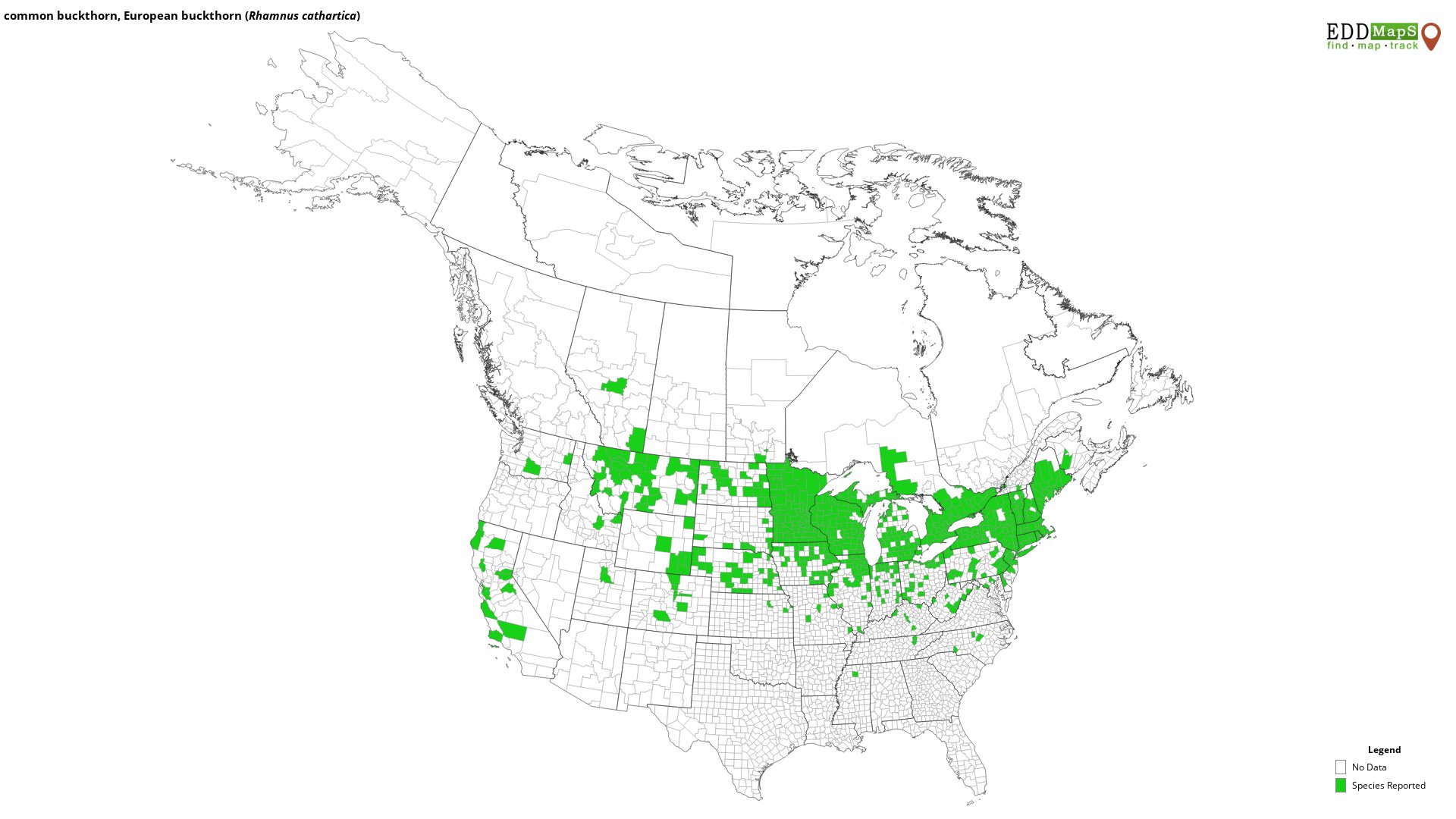 Common buckthorn distribution map