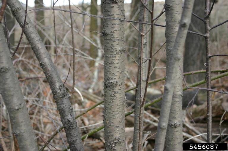 Common buckthorn bark