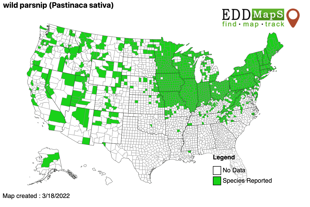 Wild parsnip distribution map