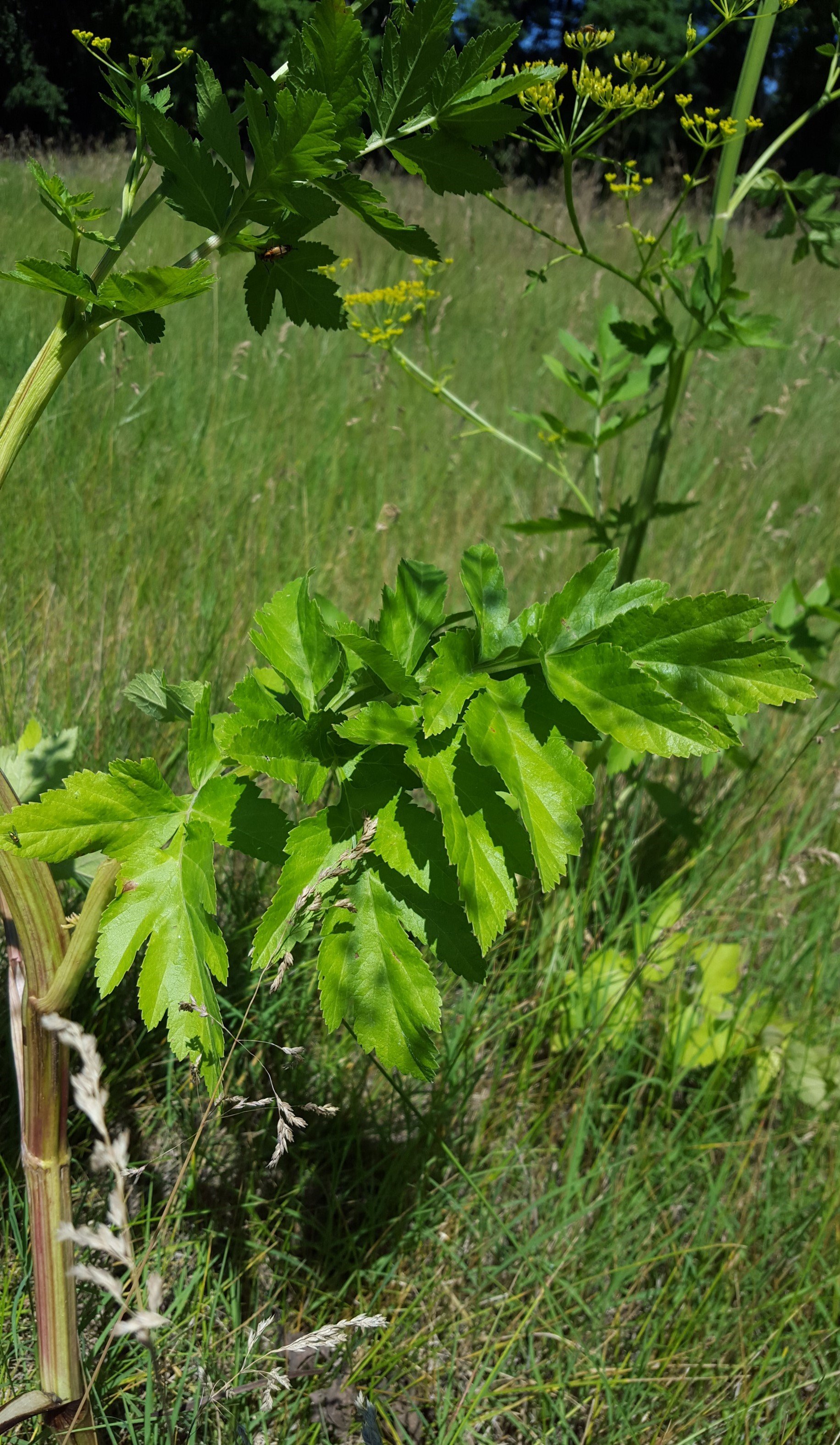 Wild parsnip mature leaf and stem