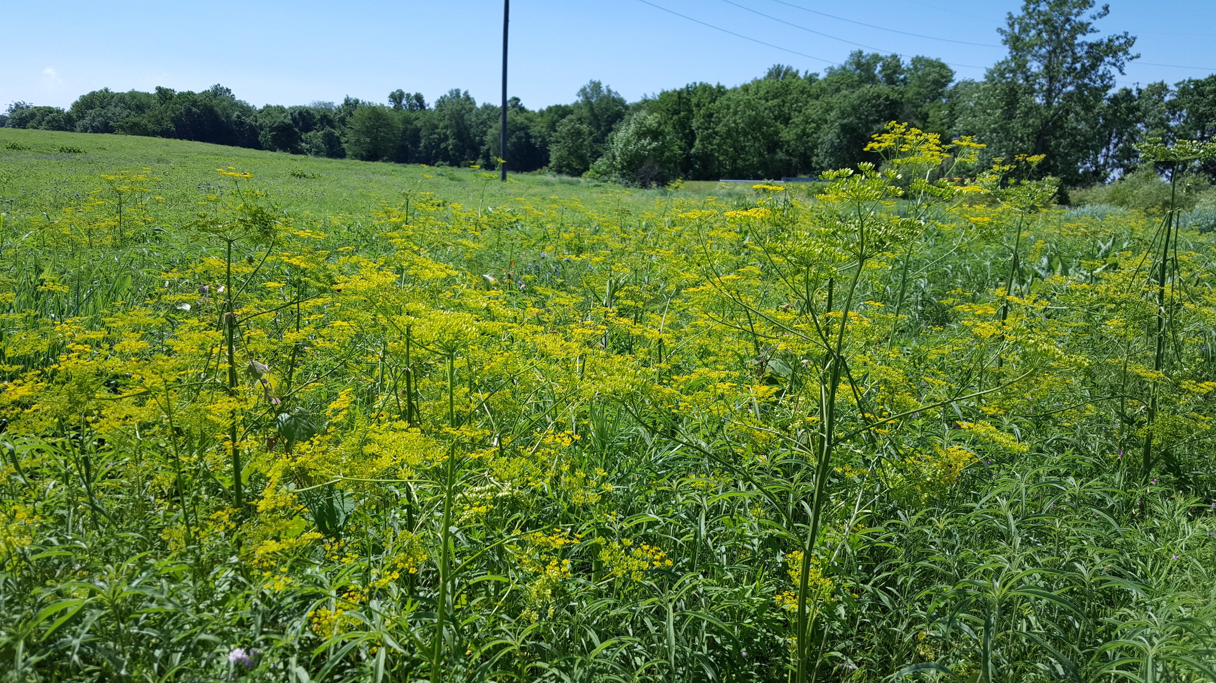 Wild parsnip field