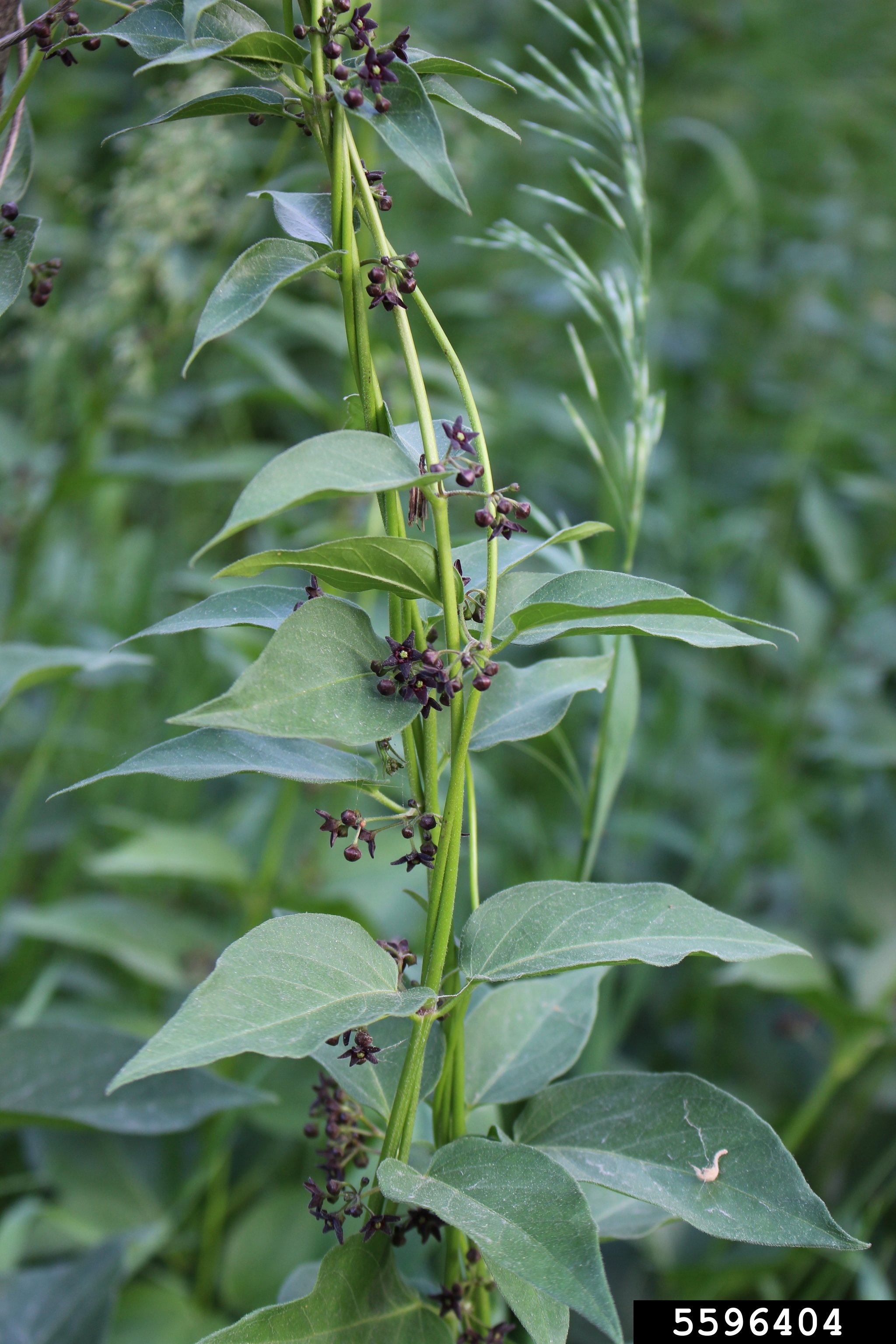Black Swallow-wort Opposite Leaves and Flowers