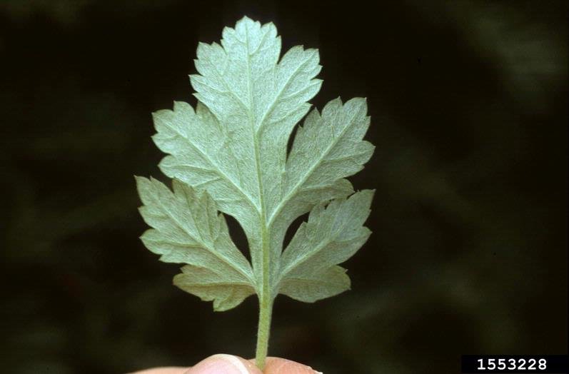 Mugwort leaf