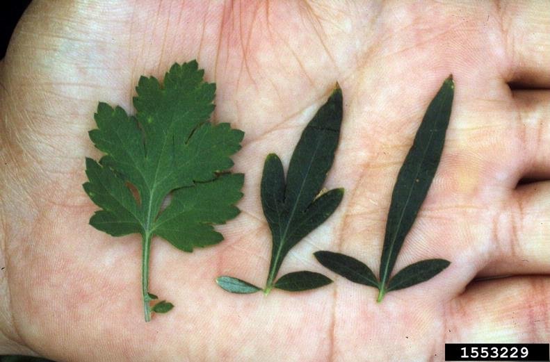 Mugwort leaf variations