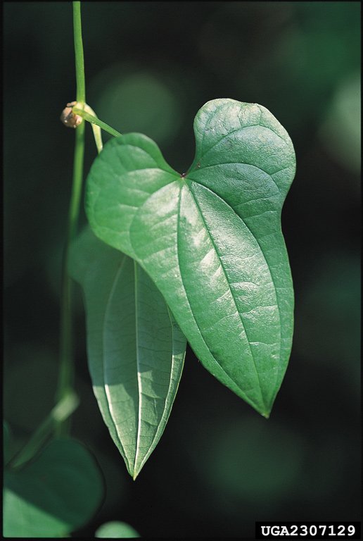 Chinese yam leaves are heart or fiddle shaped with pronounced parallel veins.