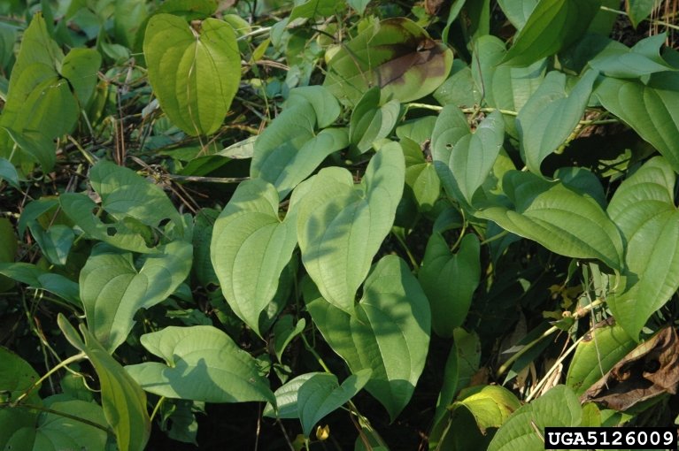 Our native wild yam (pictured) has more pronounced heart shaped leaves and does not develop the bulbils.