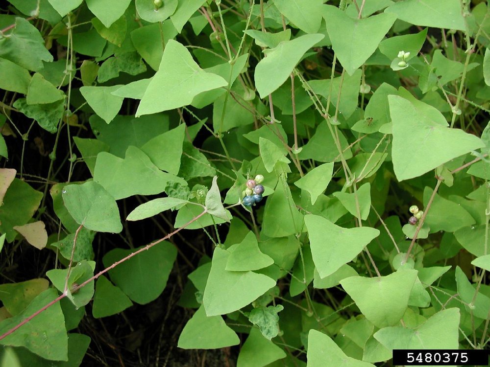 Mile-a-minute vine foliage