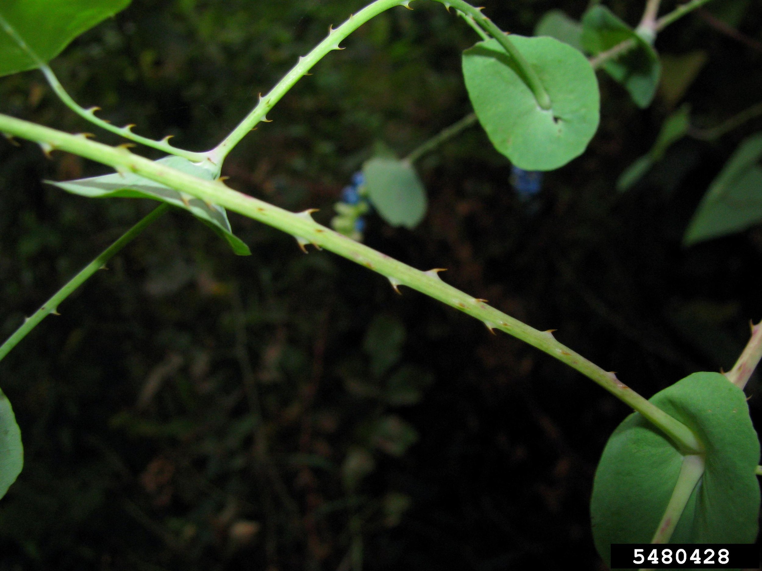 Mile-a-minute vine ocreae, stem, and recurved barbs