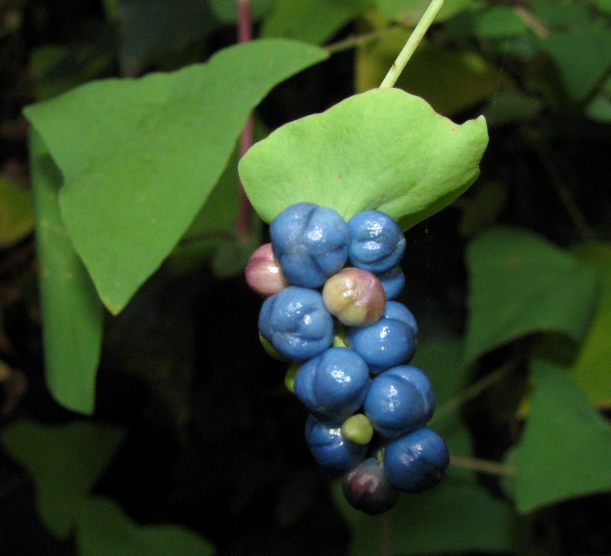 Mile-a-minute vine fruit