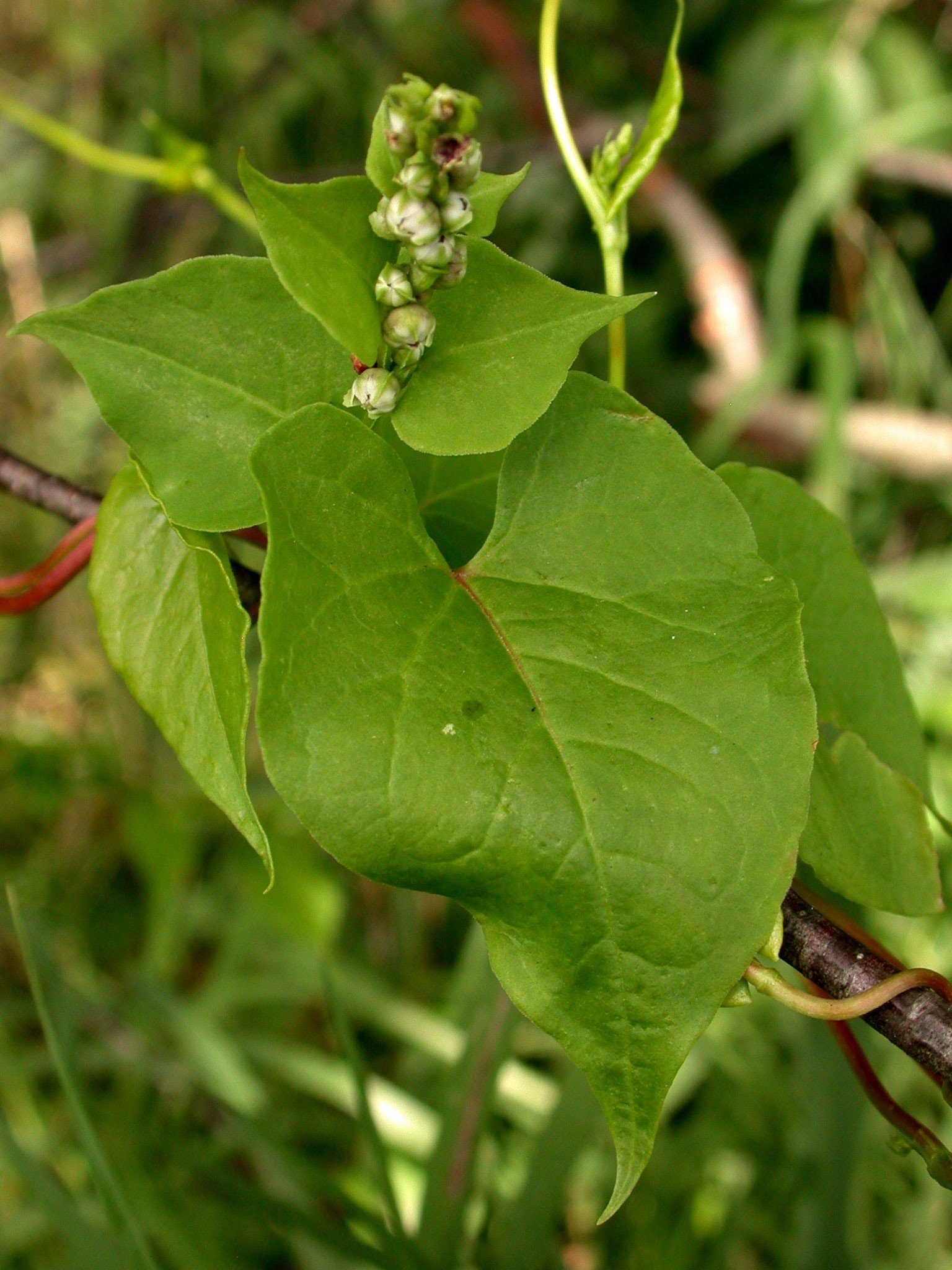 Look-a-like: climbing false buckwheat