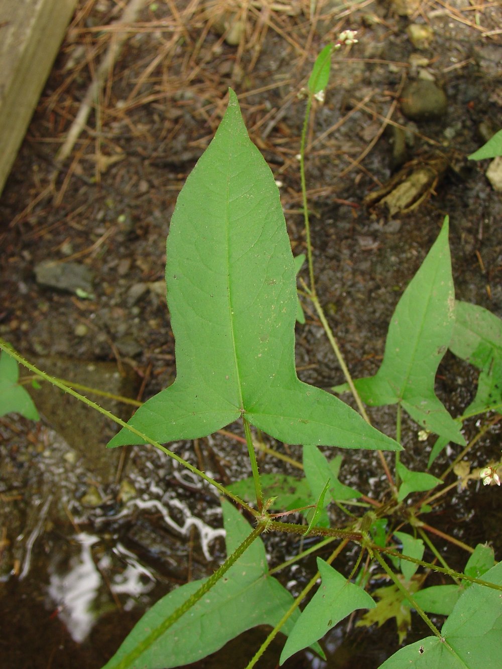 Look-a-like: halberd-leaved tearthumb