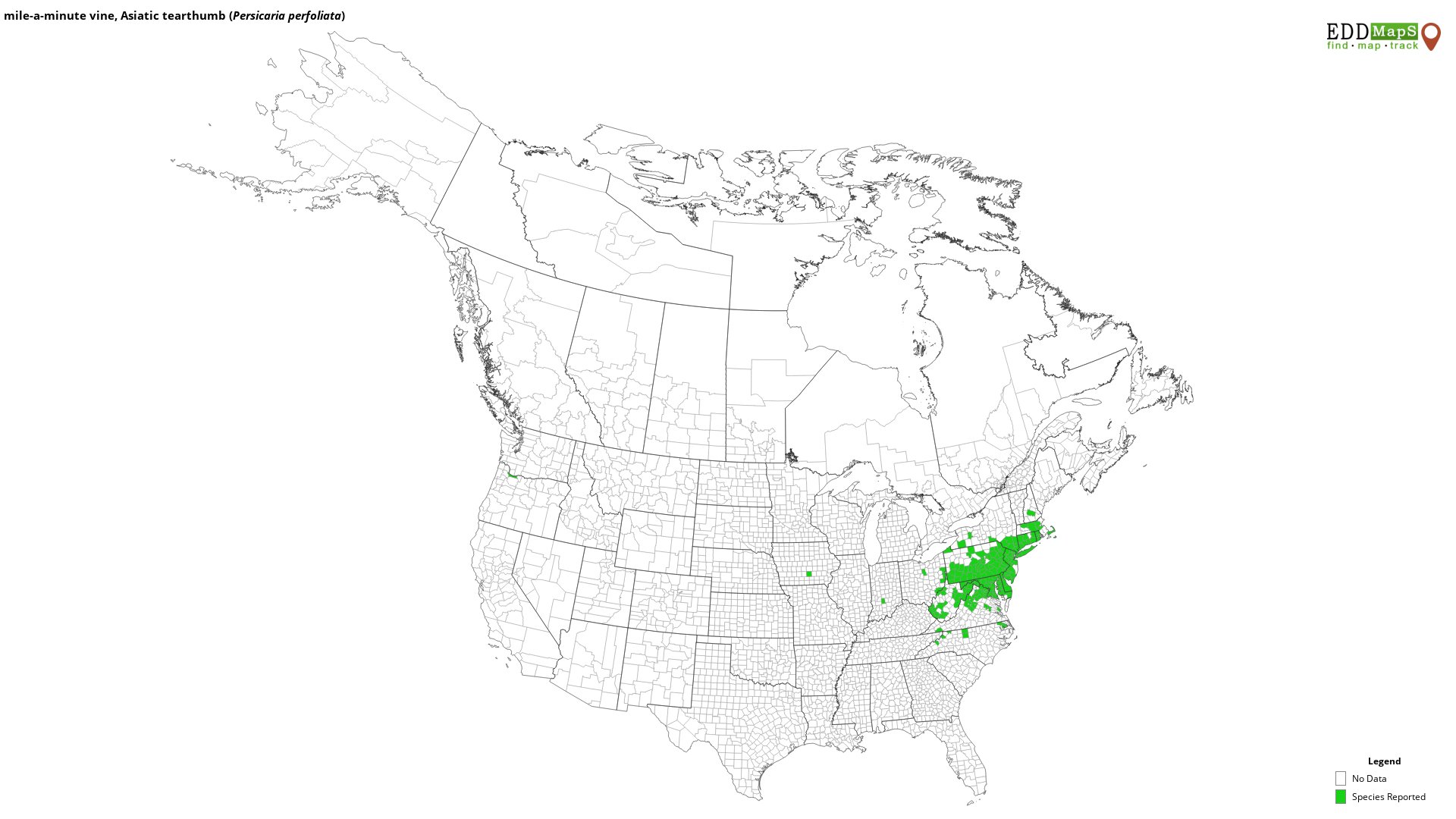 Mile-a-minute vine distribution