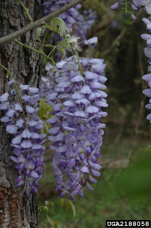 Chinese wisteria flowers