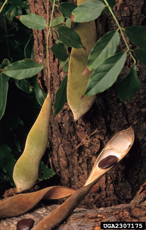 Chinese wisteria pods and seeds