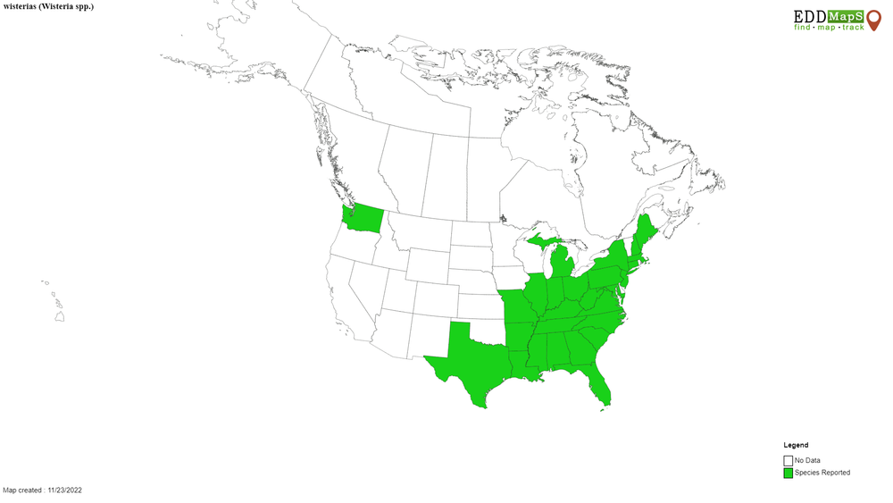 Invasive wisterias distribution map