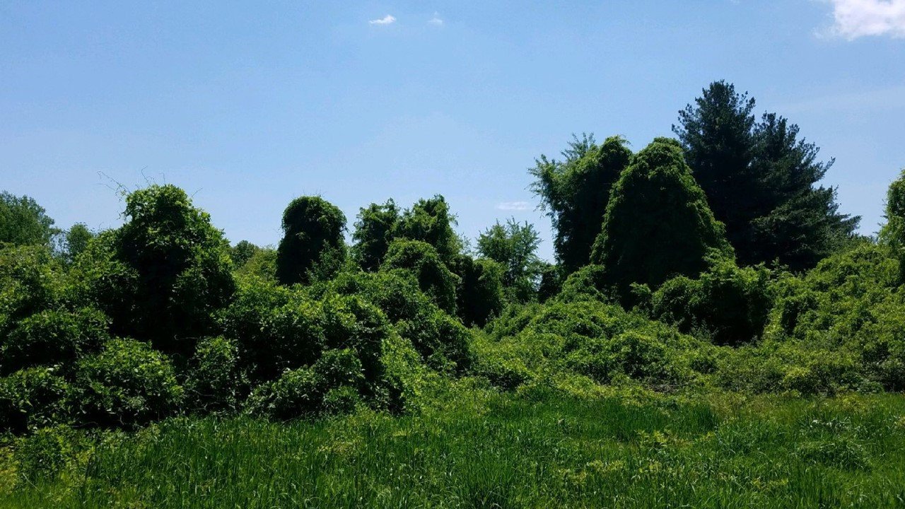 Nonnative wisteria invasion in Daviess County, IN