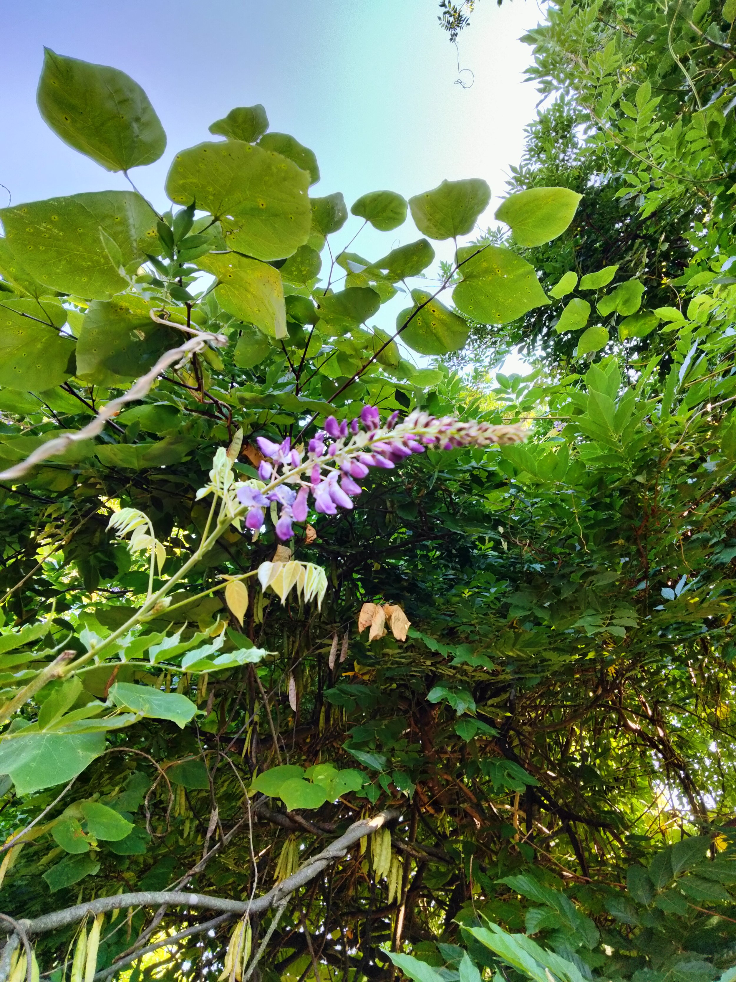 Invasive wisteria foliage and flowers