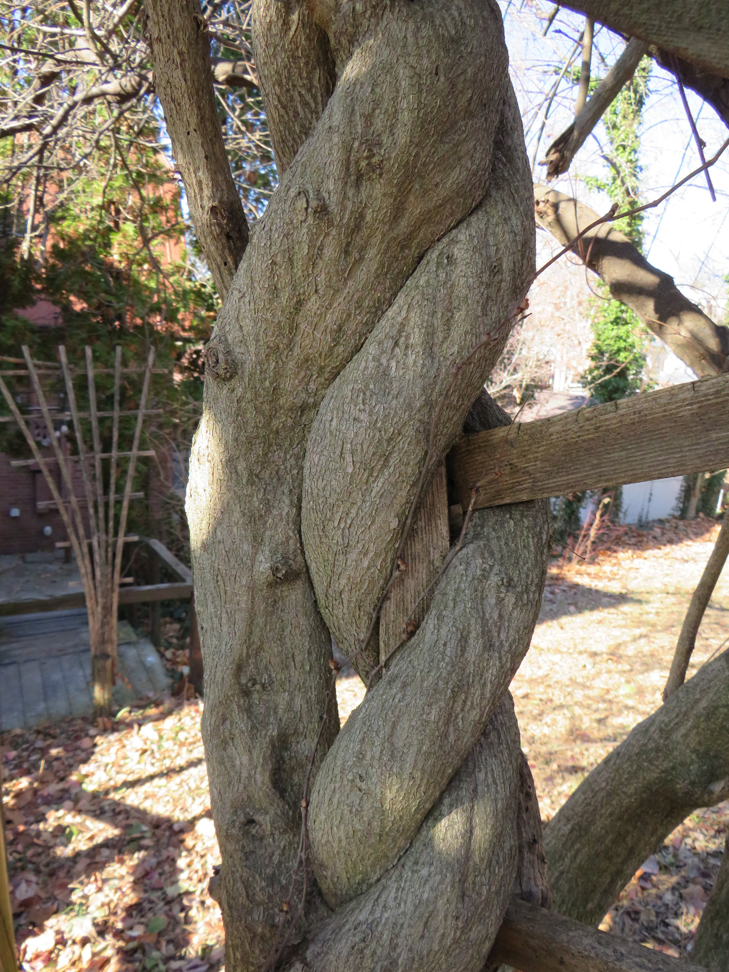 Invasive wisteria vine