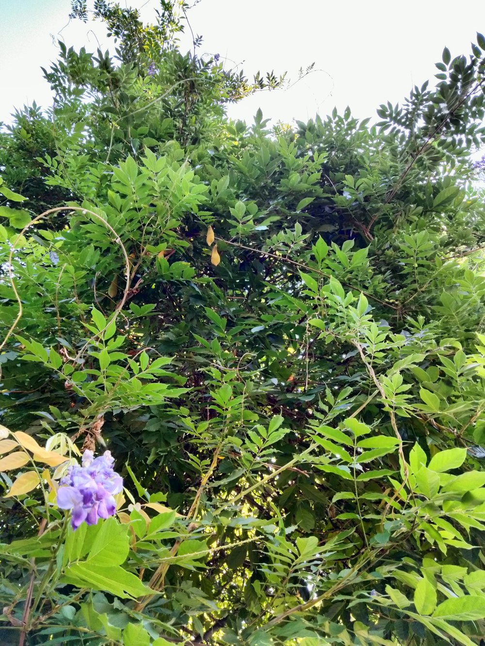 Invasive wisteria foliage