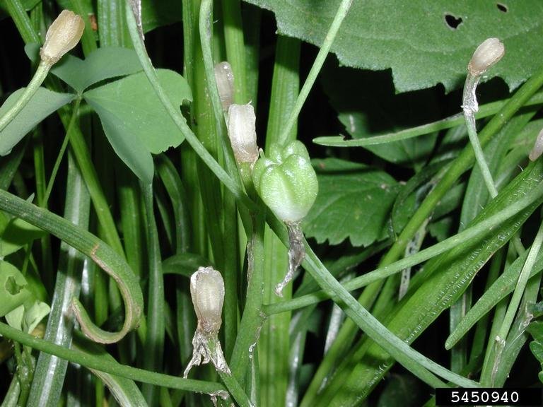 Star of Bethlehem fruits