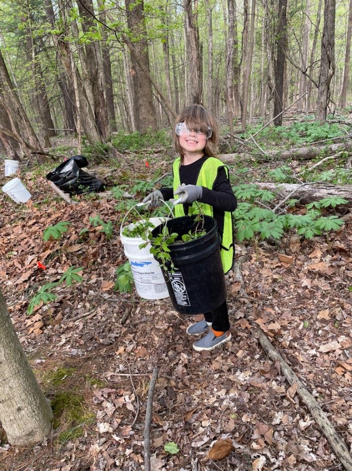  Young Weed Wrangler from Bloomington Montessori School with buckets of  Celastrus orbiculatus  (Asian bittersweet) - Winslow Woods, April 2023. Photo by Gillian Field 