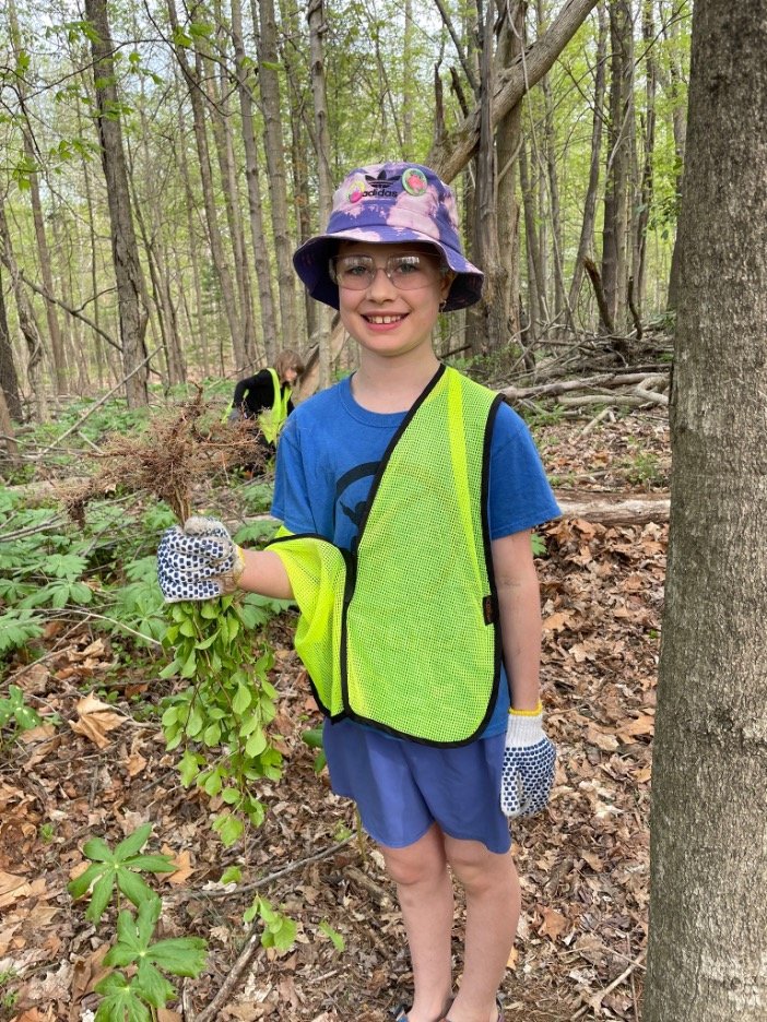  Young Weed Wrangler from Bloomington Montessori School holding  Celastrus orbiculatus  (Asian bittersweet) - Winslow Woods, April 2023. Photo by Gillian Field 