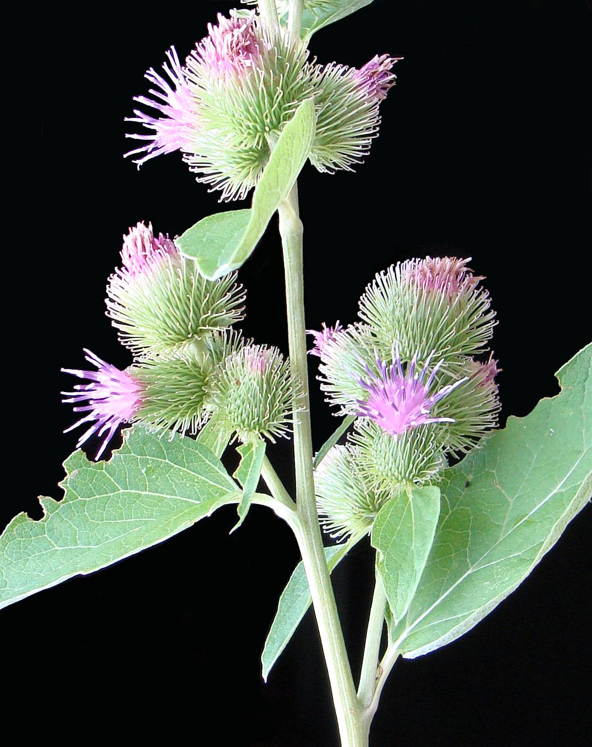 Burdock flowers