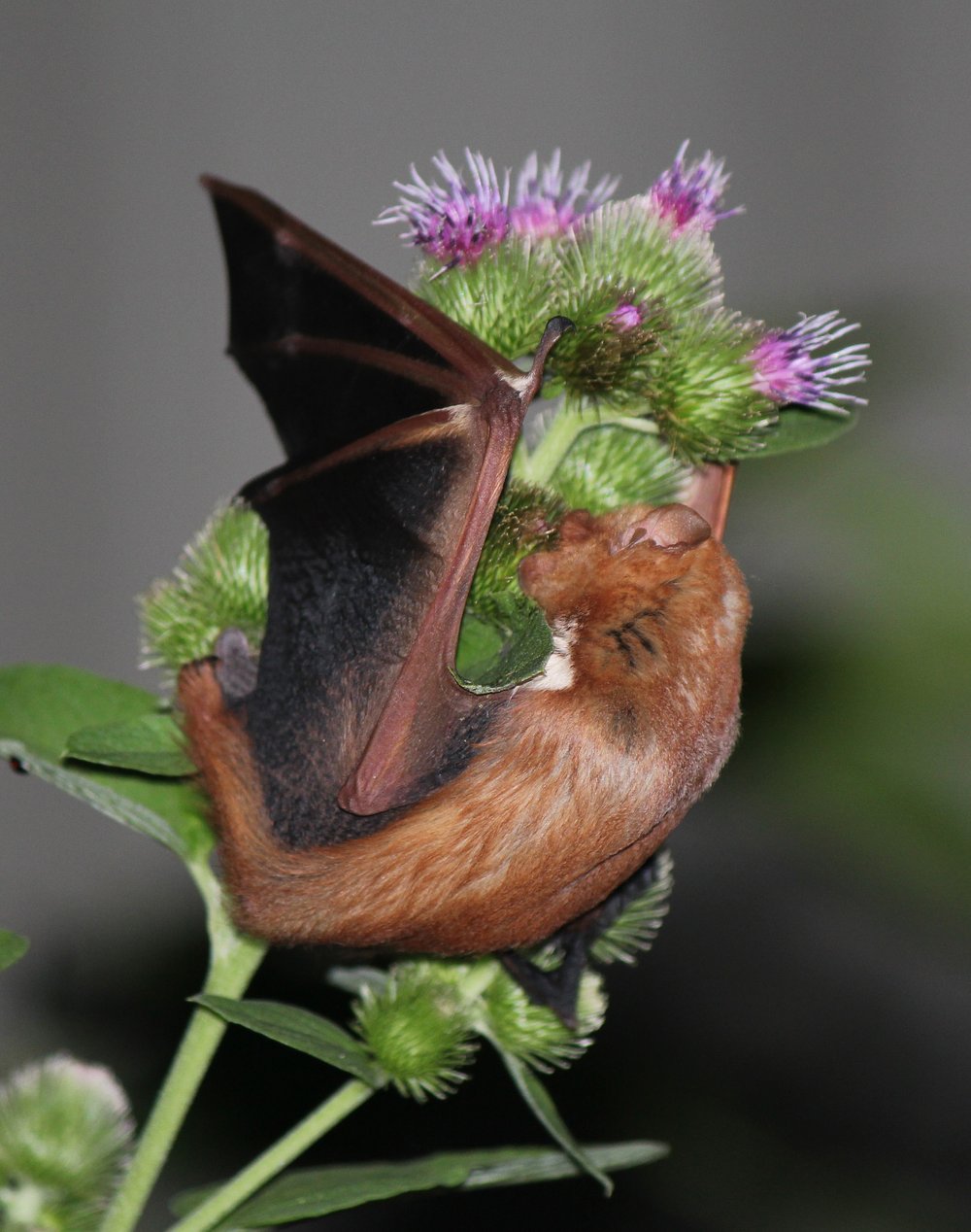 Eastern red bat stuck to a burdock plant