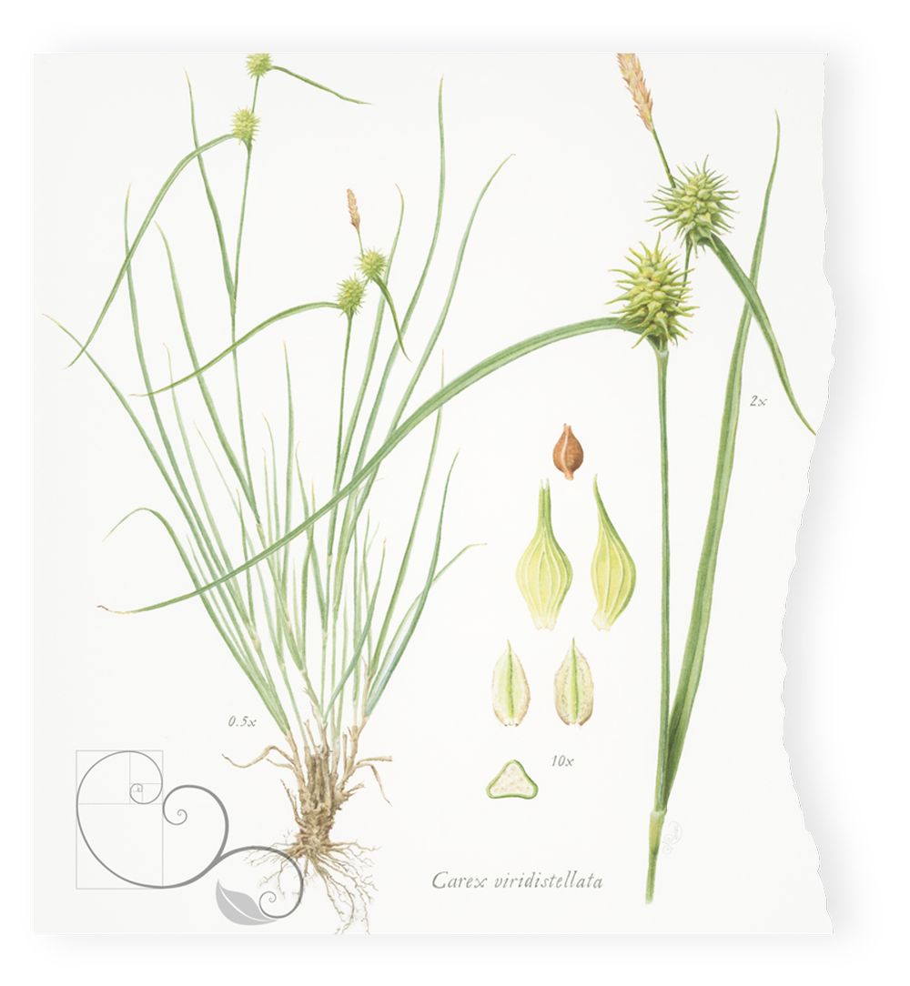 Green Star Sedge, Carex viridistellata