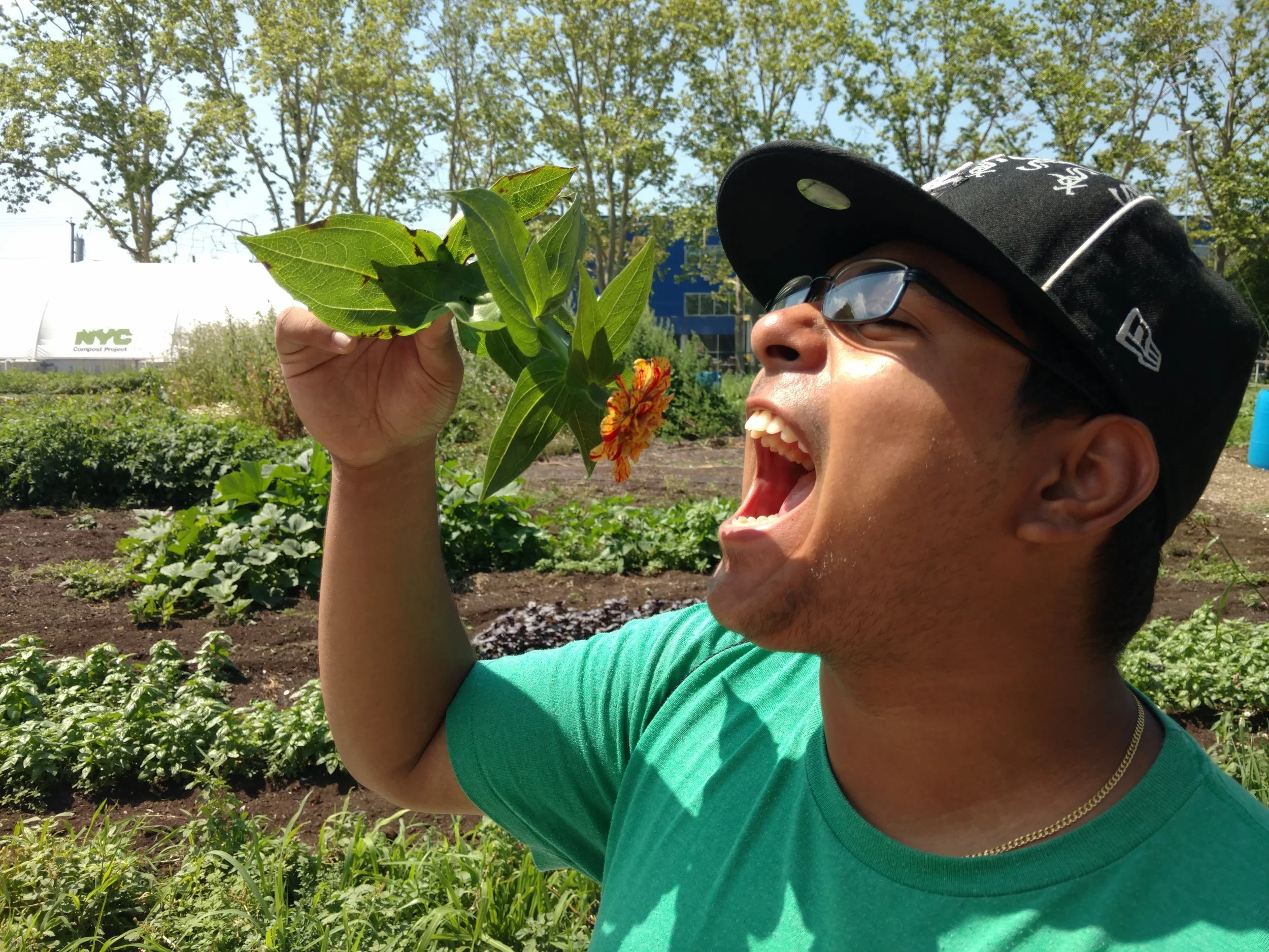 Did you know that zinnias are edible?