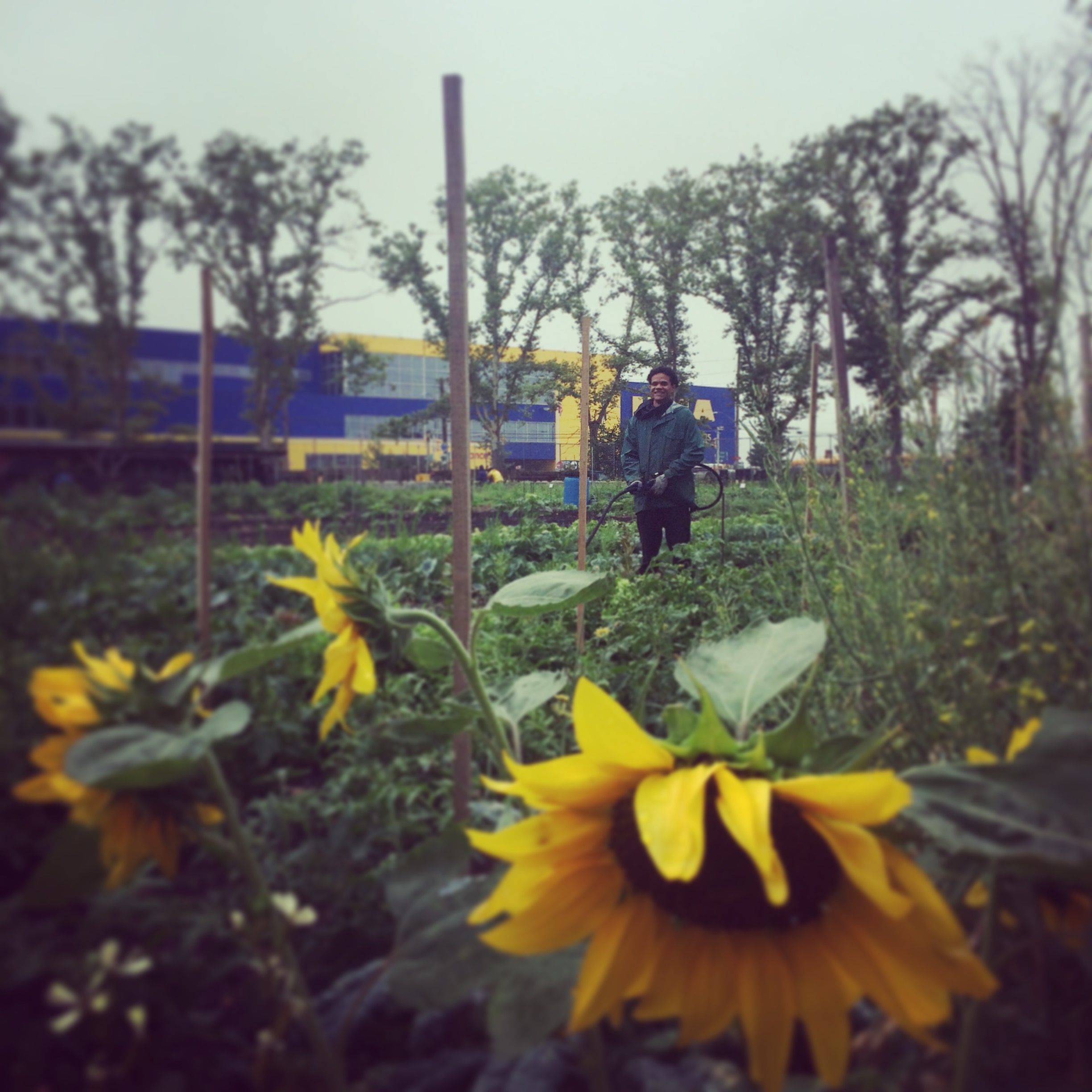Sunflower farming