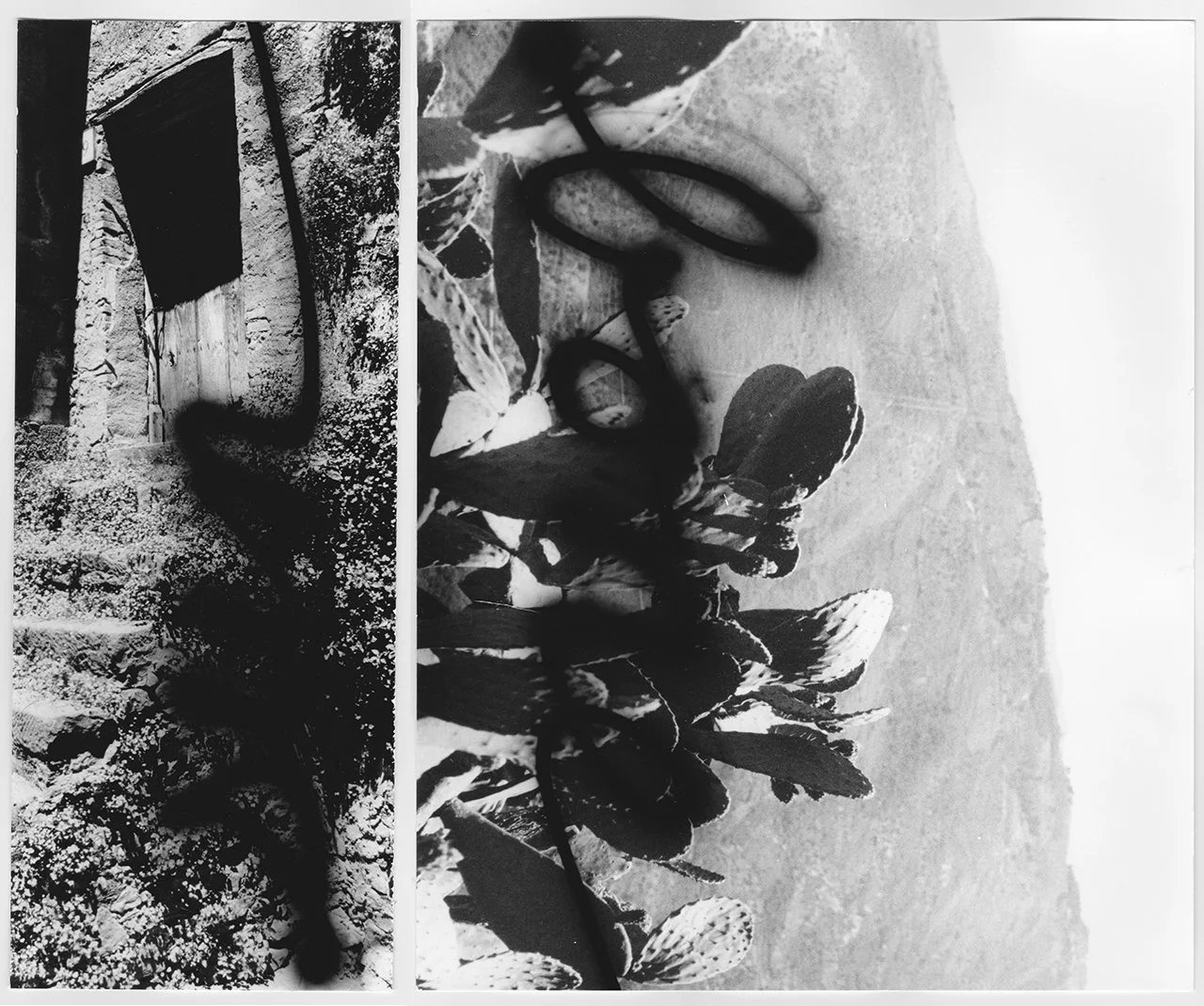 sun, bone, 2024, silver gelatin prints
