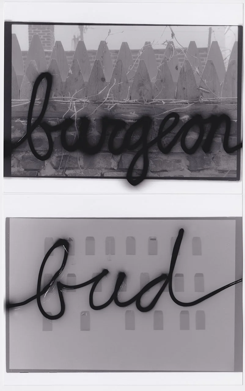 burgeon, bud, 2024, silver gelatin prints