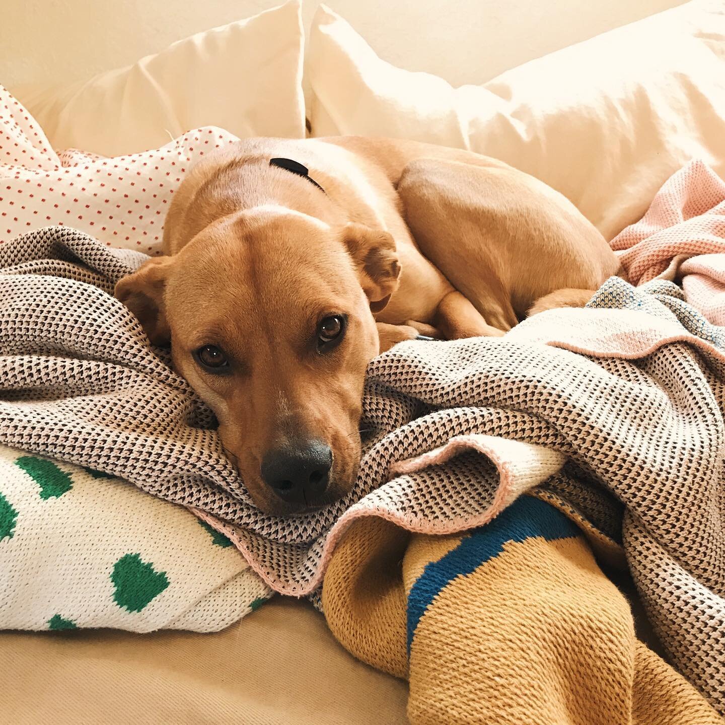 Honey and her blankets