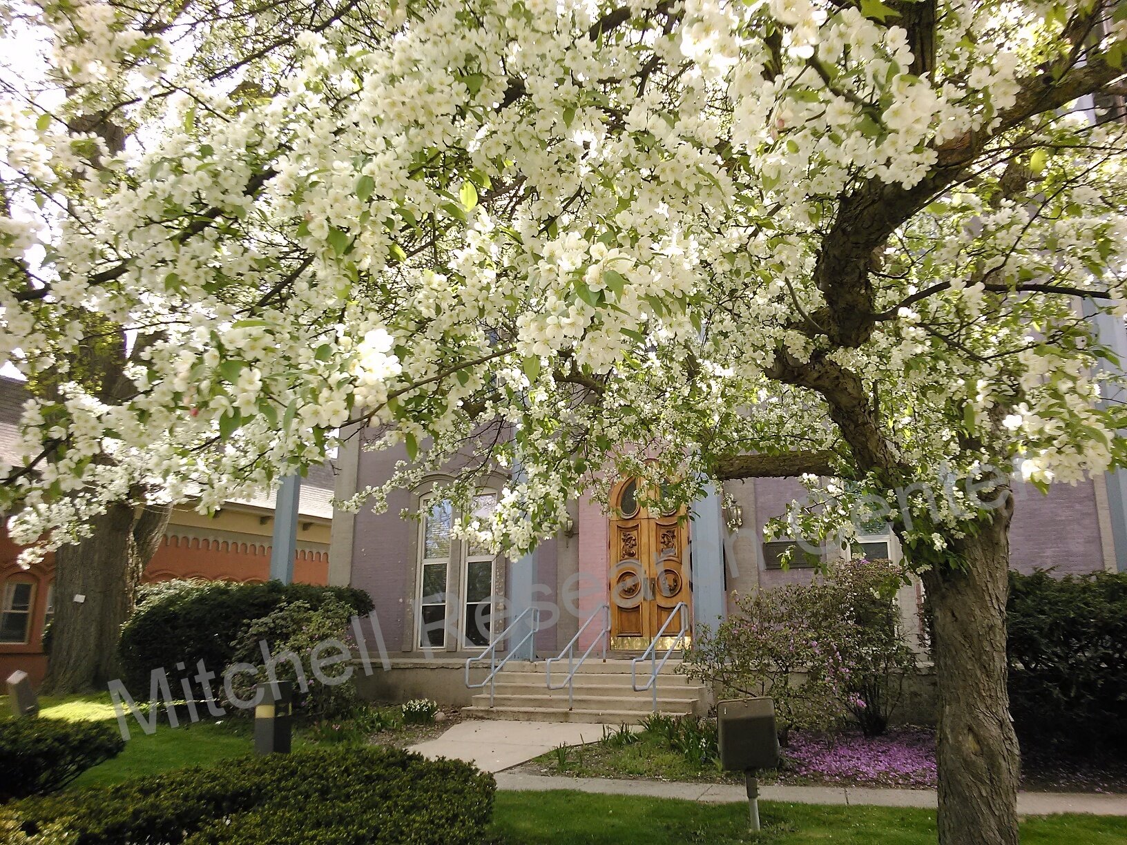  Spring at the Mitchell Research Center 