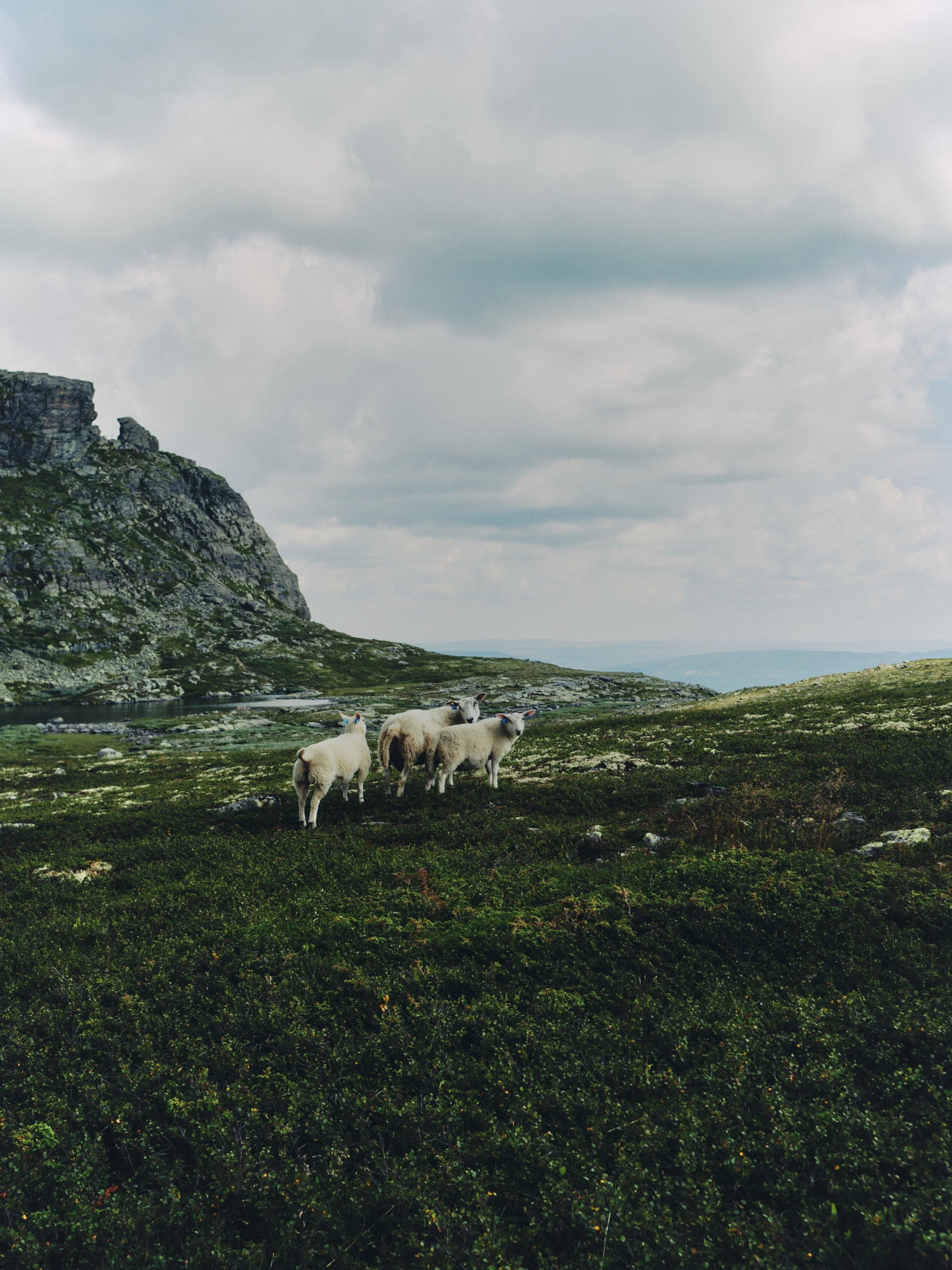 Norge_ jotunheimen_25-07-28_DSF5718_v02.jpg
