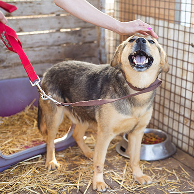 Kennels and Animal Boarding