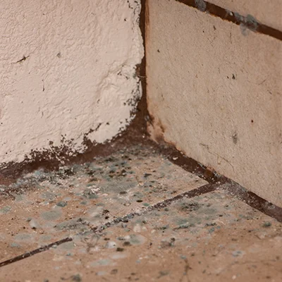 Mold & Mildew