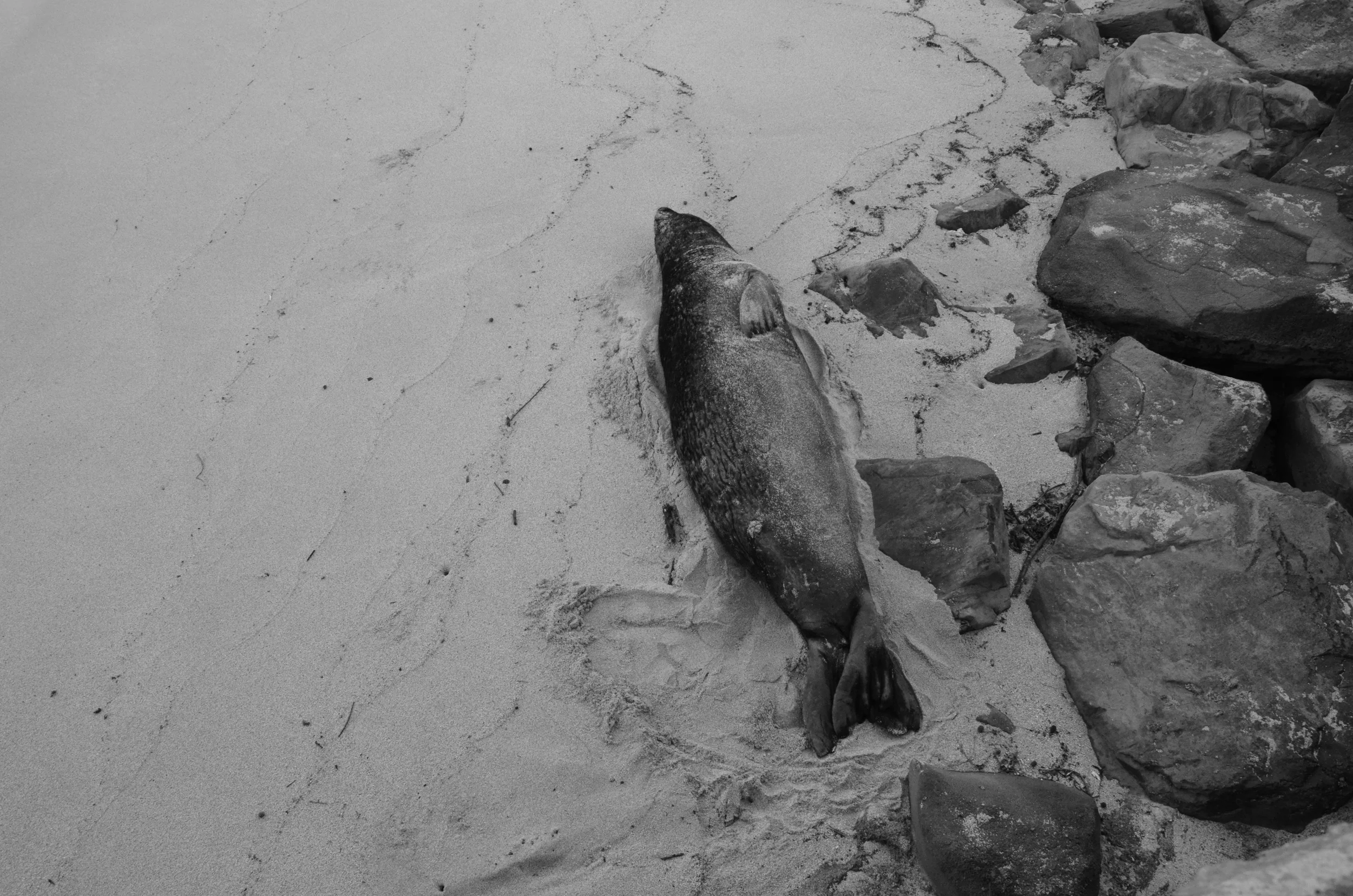  Camp Mokule'ia | Northshore, O'ahu, Hawai'i | 2015. 