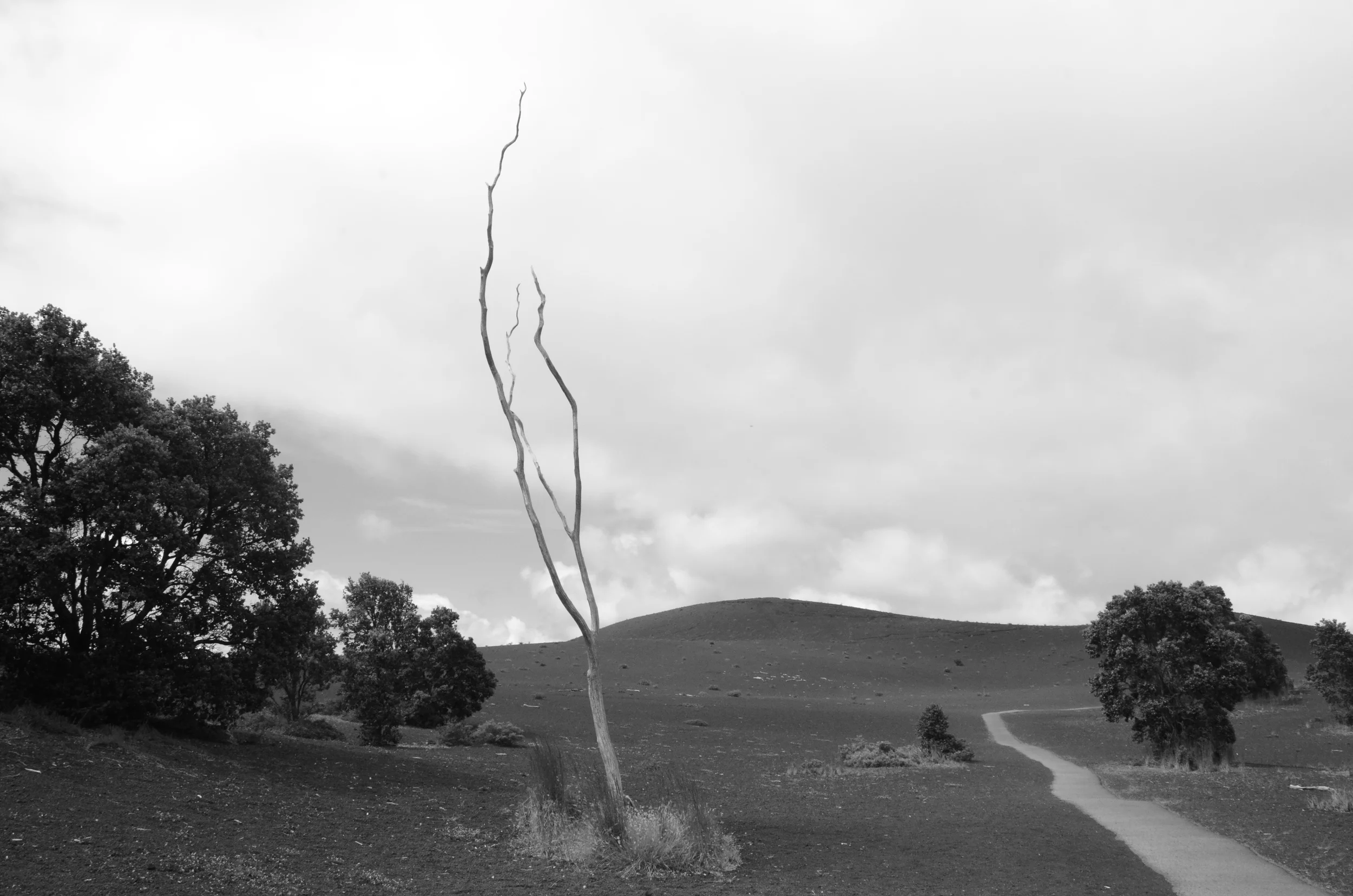  Devastation Trail |&nbsp;Hawaiʻi Volcanoes National Park,&nbsp;Big Island, Hawai'i | 2015. 