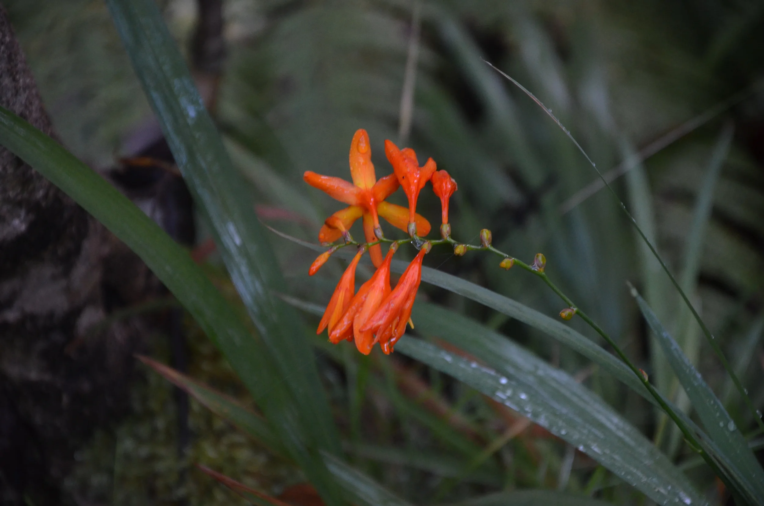  Thurston Lava Tube | Hawai'i Volcanoes National Park, Big Island, Hawai'i | 2015. 