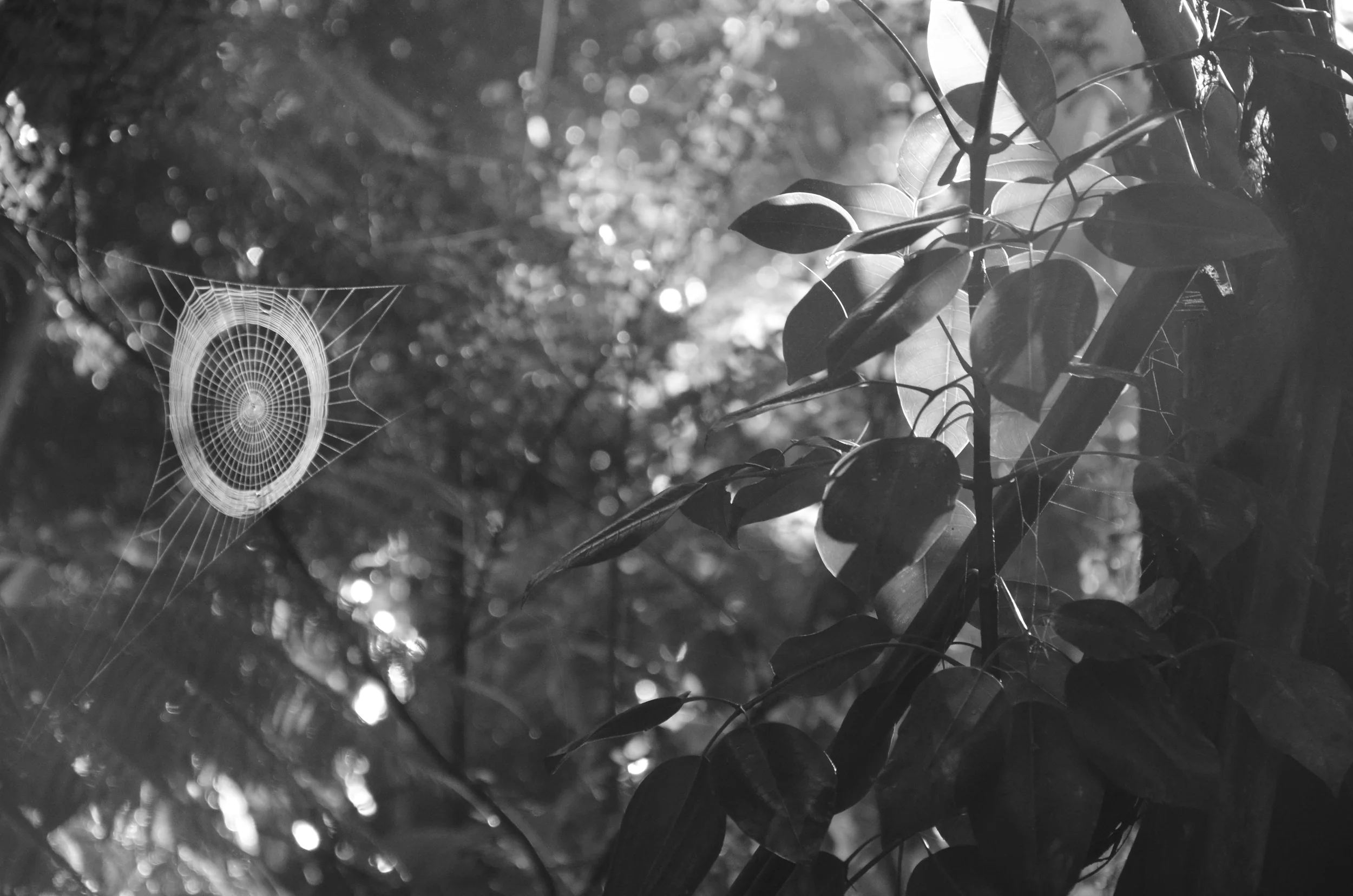  Thurston Lava Tube |&nbsp;Hawai'i Volcanoes National Park, Big Island, Hawai'i | 2015. 