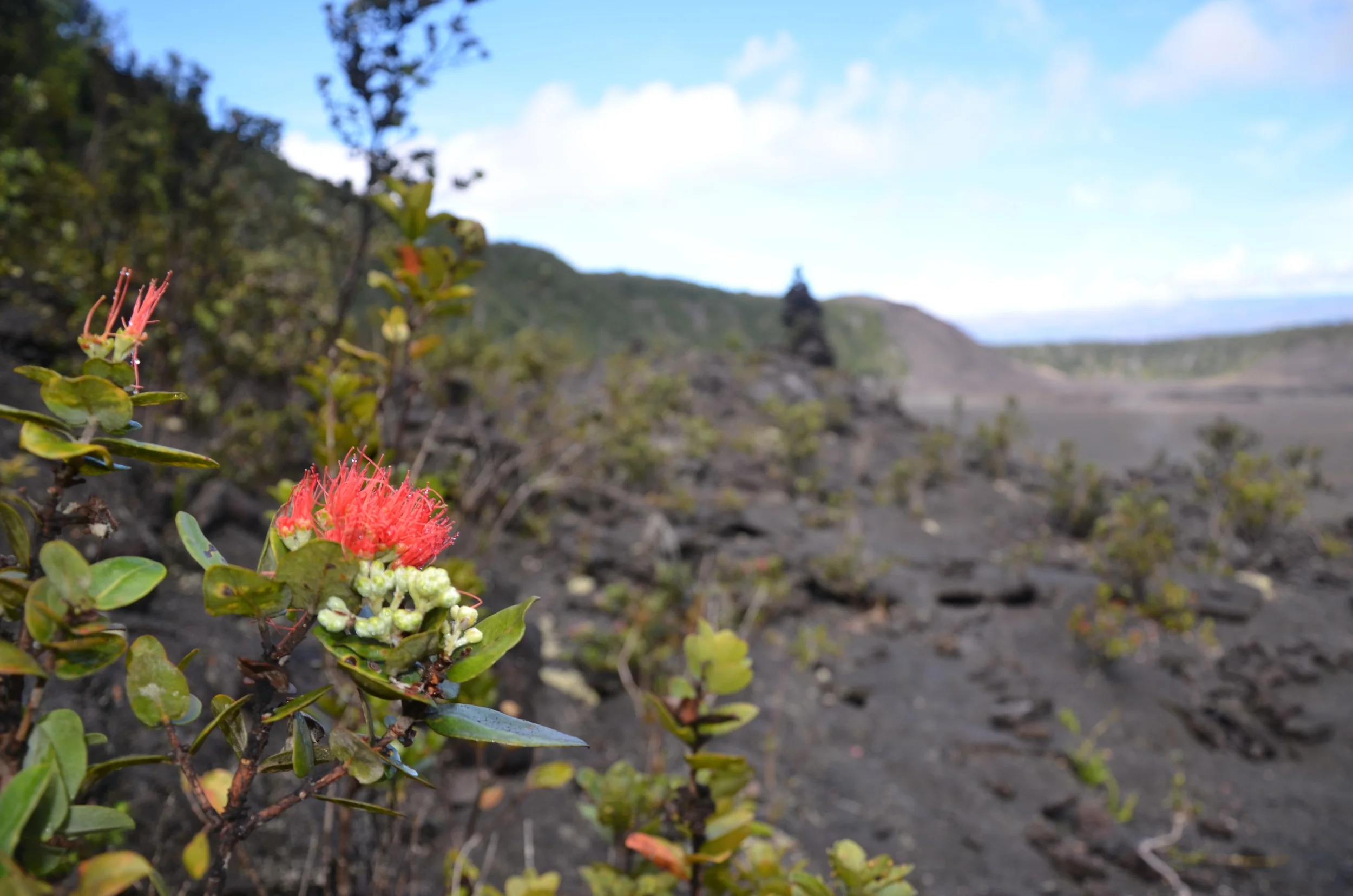 Ohia Lehua