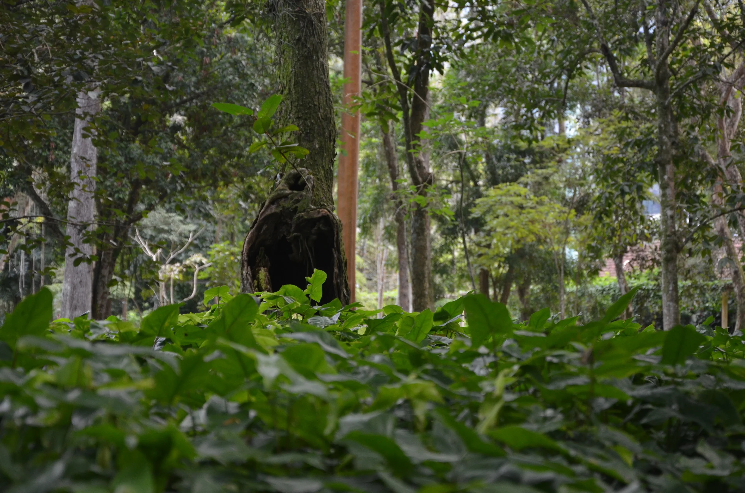  Jardim Botánico | Rio de Janeiro, Rio de Janeiro, Brazil | 2013. 
