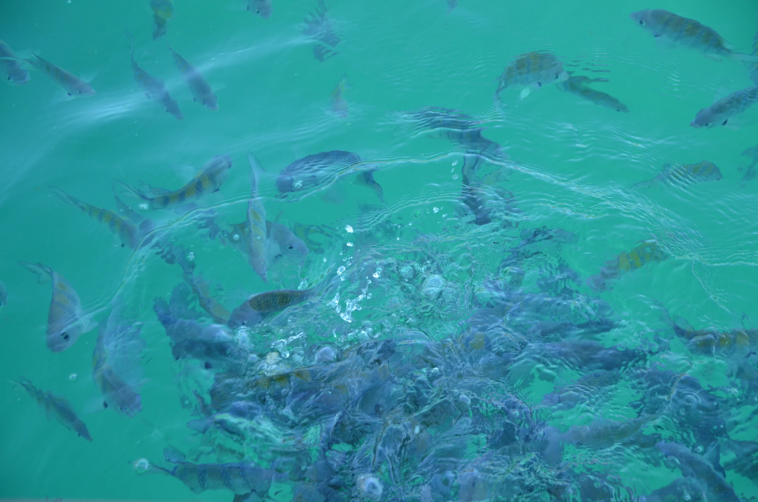  Paraty, Rio de Janeiro, Brazil | 2013. 