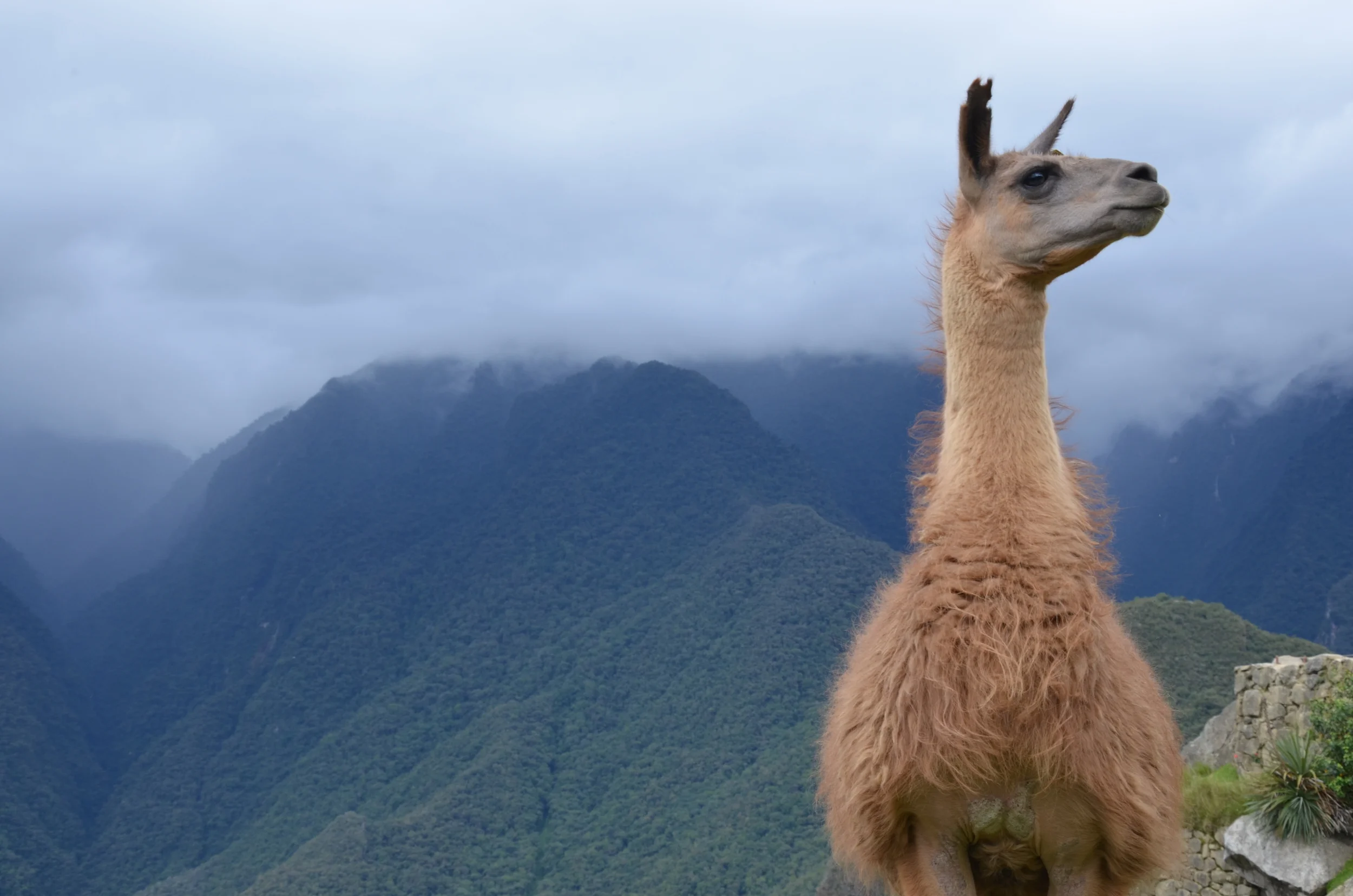 Machu Picchu, Peru | 2014. 