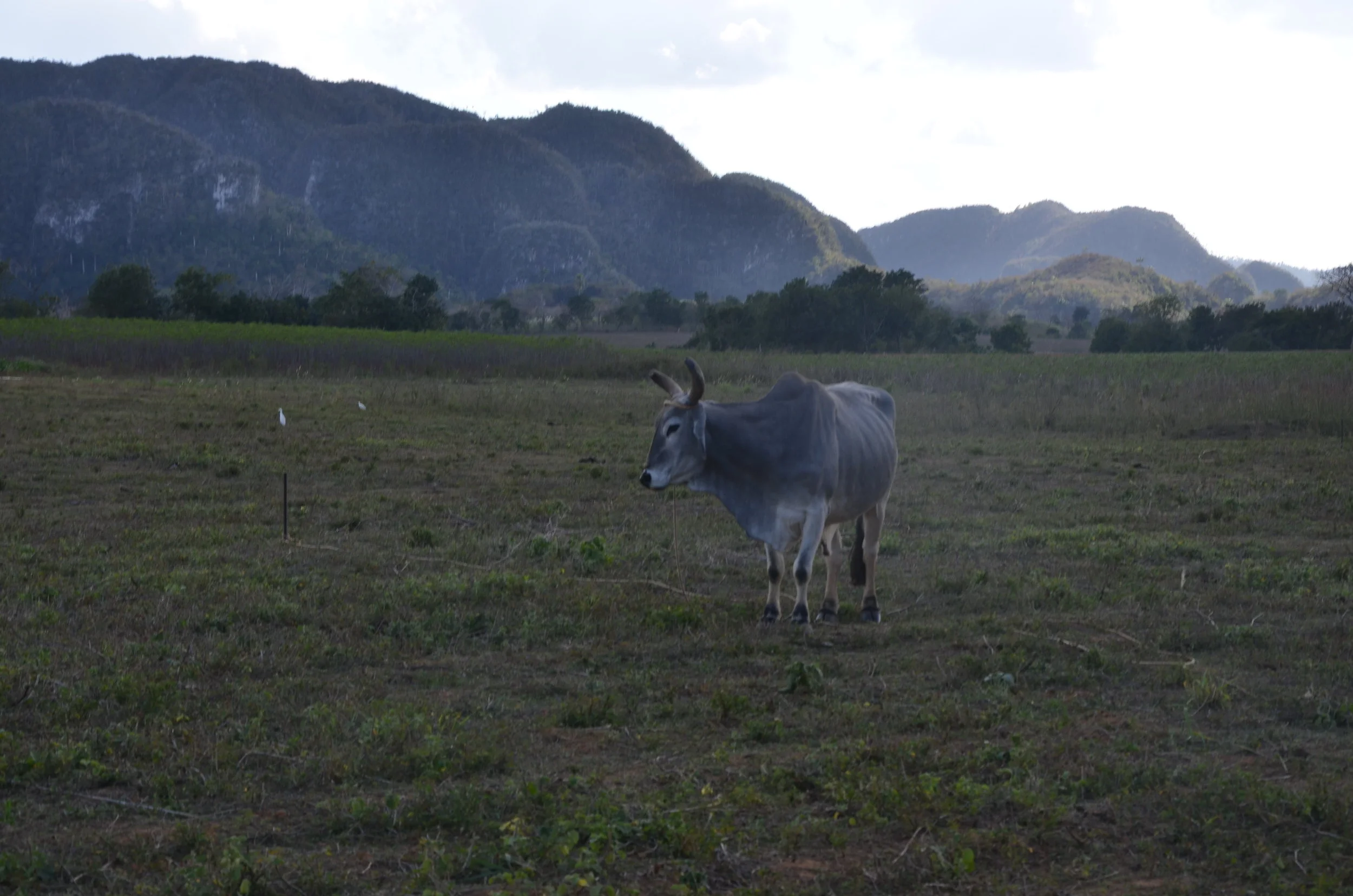  Viñales, Cuba | 2017 
