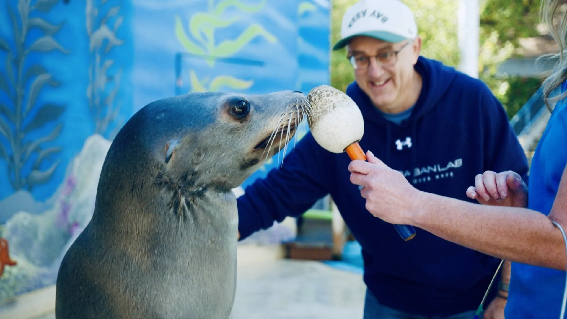 Meet Cronutt the Sea Lion-and the Scientists Who Helped Stop His Seizures